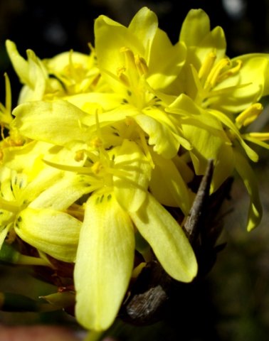 Bobartia fasciculata flowers